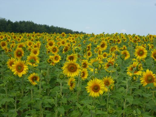 Золотое поле солнечных цветков в Мурашкинском районе